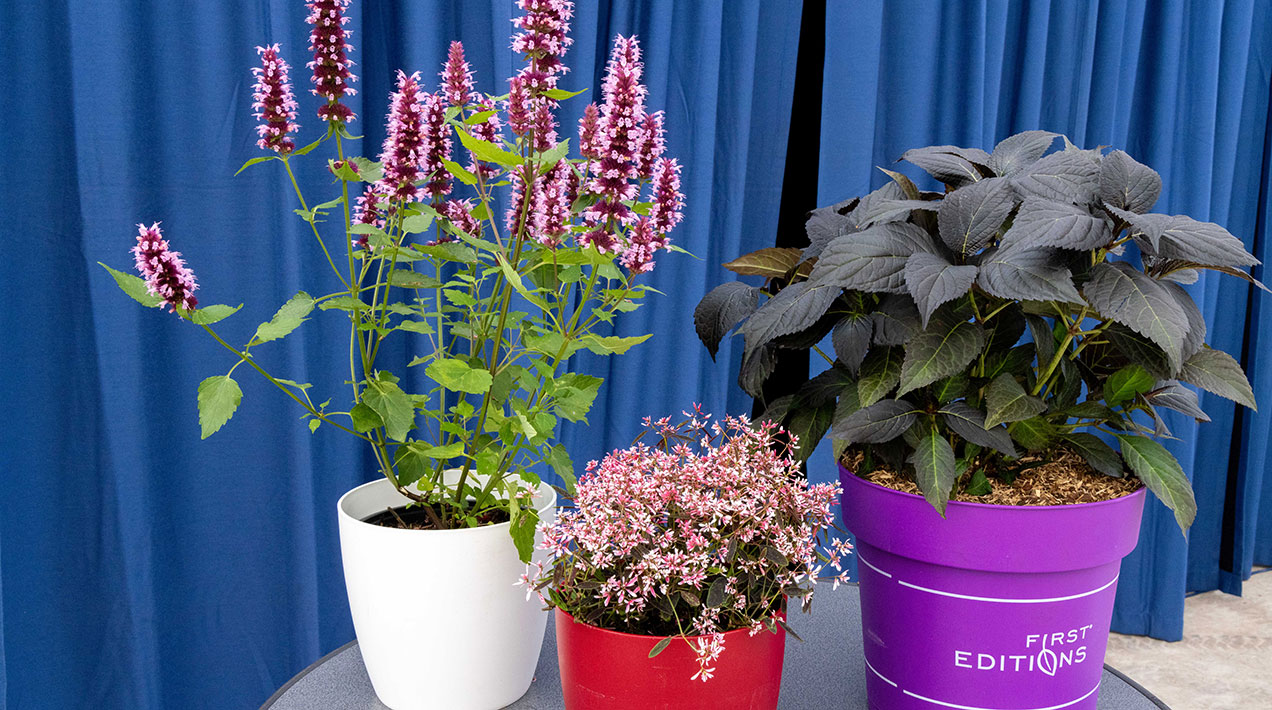 Agastache 'Beelicious Pink', Euphorbia 'Shades of Pink' , Hydrangea Eclipse Purple
